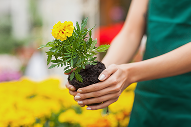 landscaping landscaping